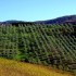 chianti