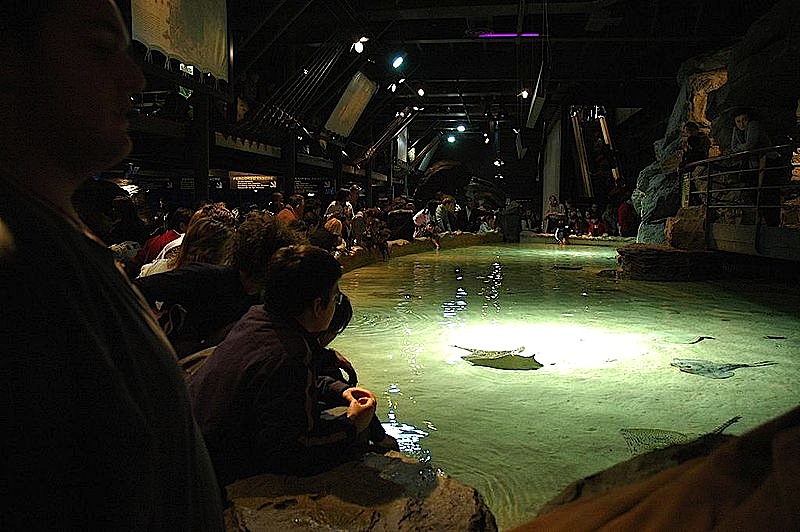 Acquario-di-Genova-Vasca-delle-Razze.jpg